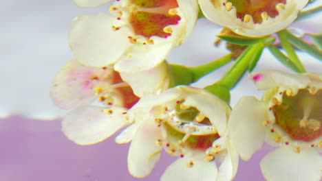 primer plano de las delicadas flores blancas
