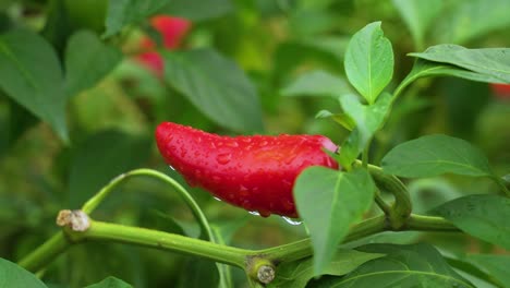 a smooth reveal shot of a red an unharvested jalapeno pepper among green leaves