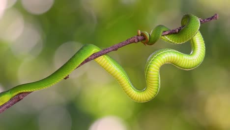la víbora de labios blancos es una víbora venenosa endémica del sudeste asiático y a menudo se encuentra durante la noche esperando en una rama o rama de un árbol cerca de un cuerpo de agua con muchos alimentos