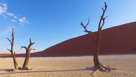 moving shot through the sossusvlei dead trees and sand dunes in namibia africa 3