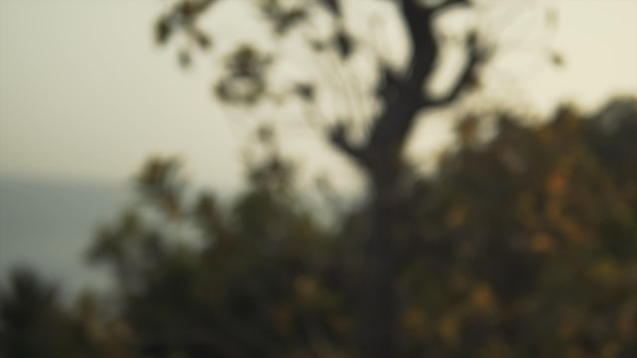 숲과 바다를 배경으로 해가 지는 나무에 초점을 맞추고