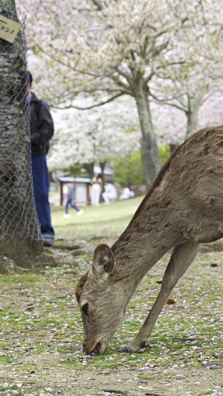 Nara Park during cherry blossom season with grazing deer in Japan