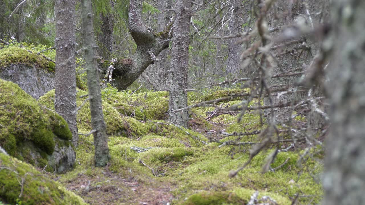 toma dramática del viejo bosque de pinos cubierto de musgo
