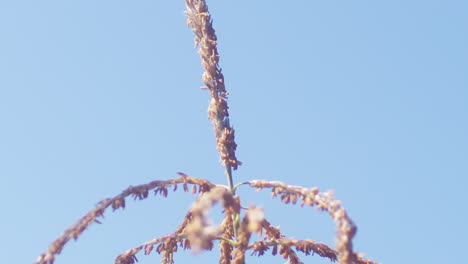 Primer-Plano-Cámara-Lenta-Inclina-Hacia-Arriba-Una-Flor-De-Maíz-Soplando-En-El-Viento-Con-Cielo-Azul