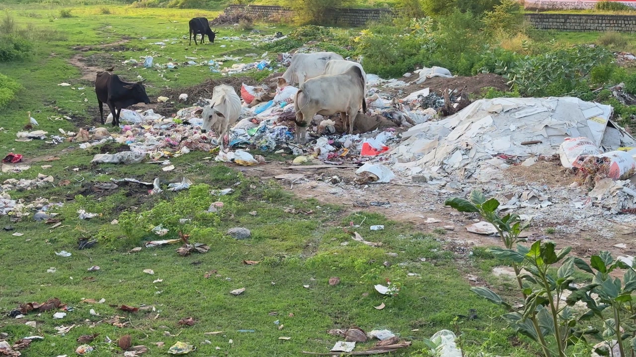 Stray cows eat from a garbage dump filled with plastic and debris in an open field, reflecting pollution, poor waste disposal, and animal health hazards.