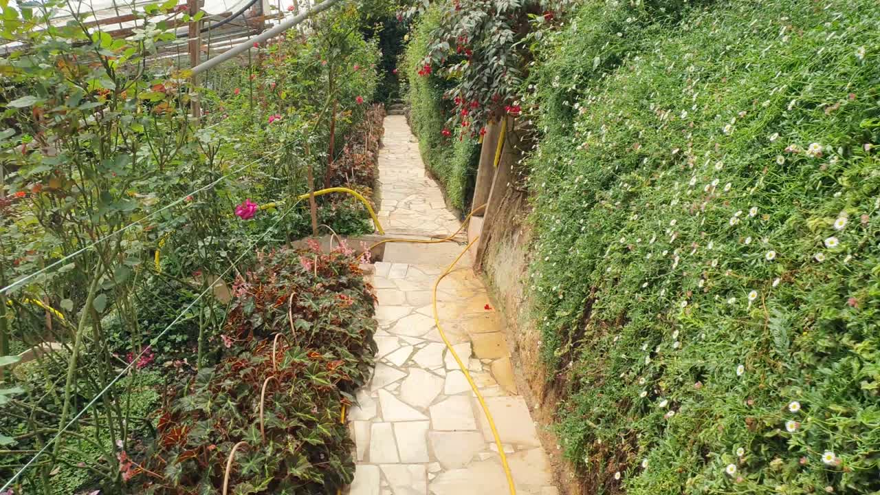 카메론 하이랜드 말레이시아의 아름다운 꽃과 풀