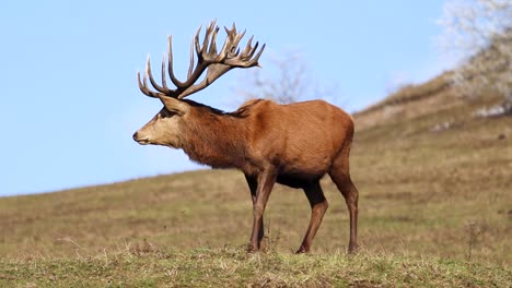 un ciervo macho caminando y comiendo en un campo verde en un día soleado con un cielo azul, aislado, concepto de conservación, primer plano