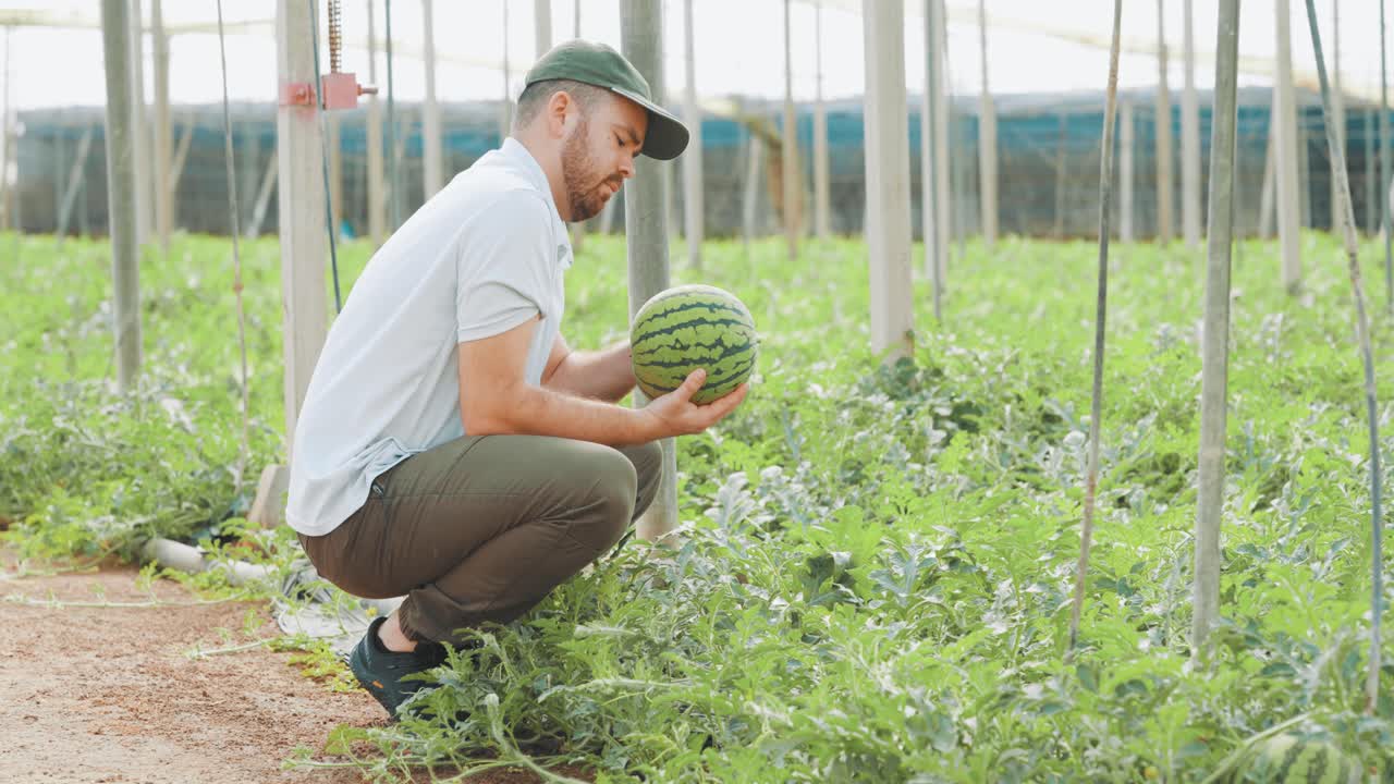 Farmer harvesting watermelon in greenhouse