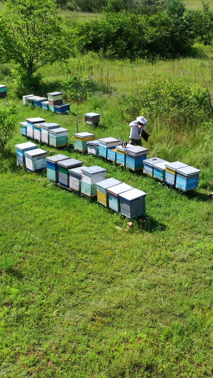 Apiculture in summer. Rows of wooden beehives among green nature. Beekeeper works on the apiary. Beekeeping business. Aerial view. Vertical video