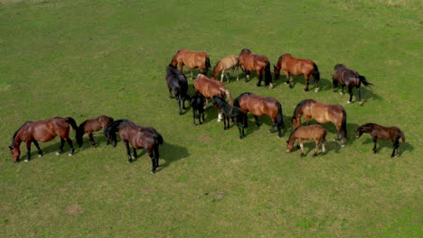 horses grazing on pasture, aerial view of green landscape with a herd of brown horses, european horses on meadow