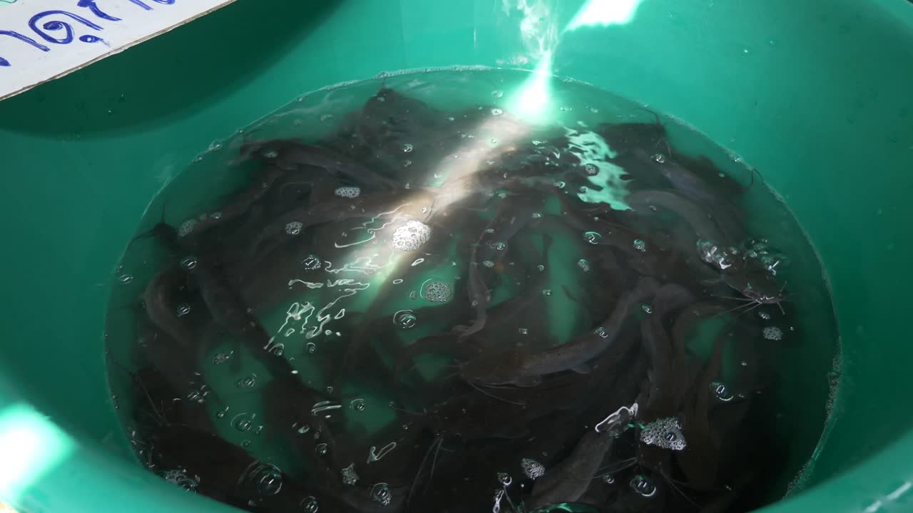 아시아 태국 해산물 물고기 시장에서 판매되는 회색 물 버 ⁇   ⁇ 크에서 수영하는 고양이