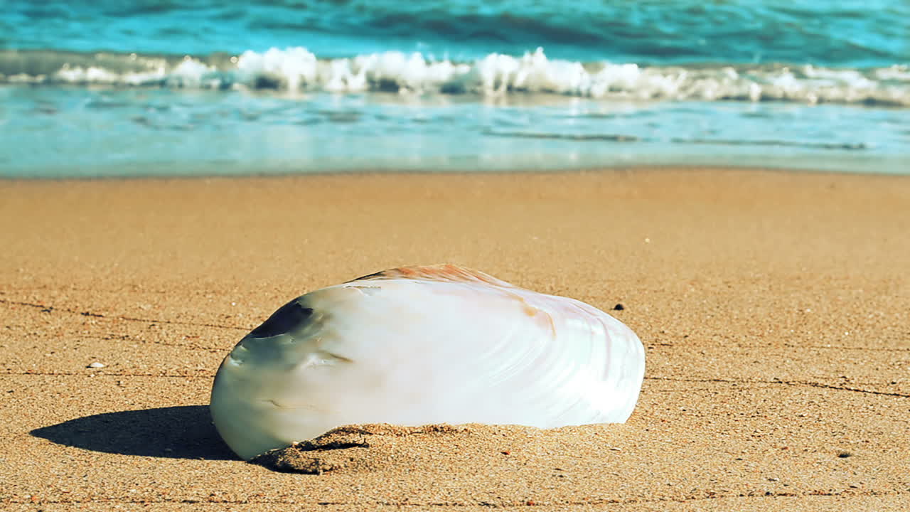 Shells on the beach. Shooting on the beach