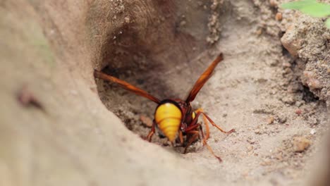 mud dauber wasp flying into a hall to gathering mud for building nest, close up macro from up, yellow and brown bug slow-motion clip, collect dirt and rolls like a ball, and carrying back