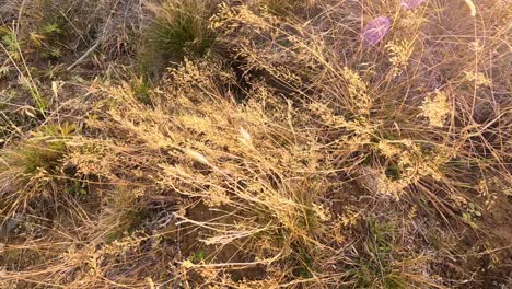 golden autumn grasses and wildflowers sway in strong wind under warm sunlight, captured in a close-up, handheld shot in a natural outdoor setting