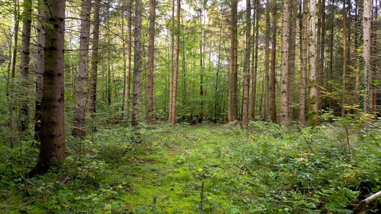 Ripresa aerea con drone di foresta autunnale con foglie dai colori dorati