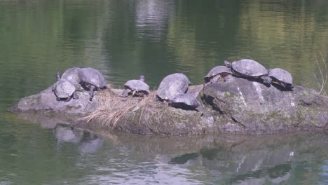 Closeup-View-Of-A-Creep-Of-Tortoise-Sun-Bathing-On-A-Rock-In-The-Middle-Of-The-Pond-In-Tokyo,-Japan---Tele-Shot