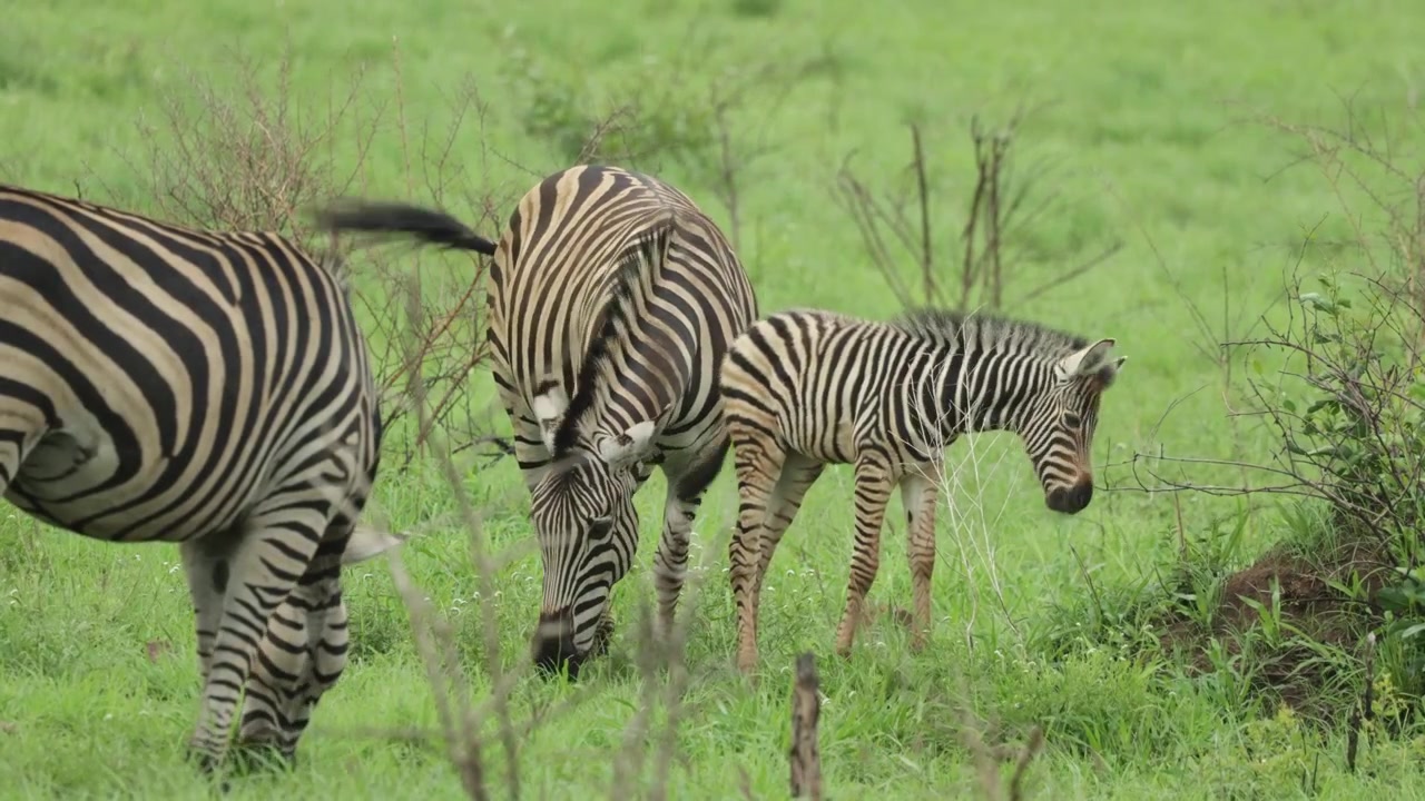 Una zebra delle pianure e il suo puledro che pascolano sull'erba verde e rigogliosa nel Parco Nazionale Kruger