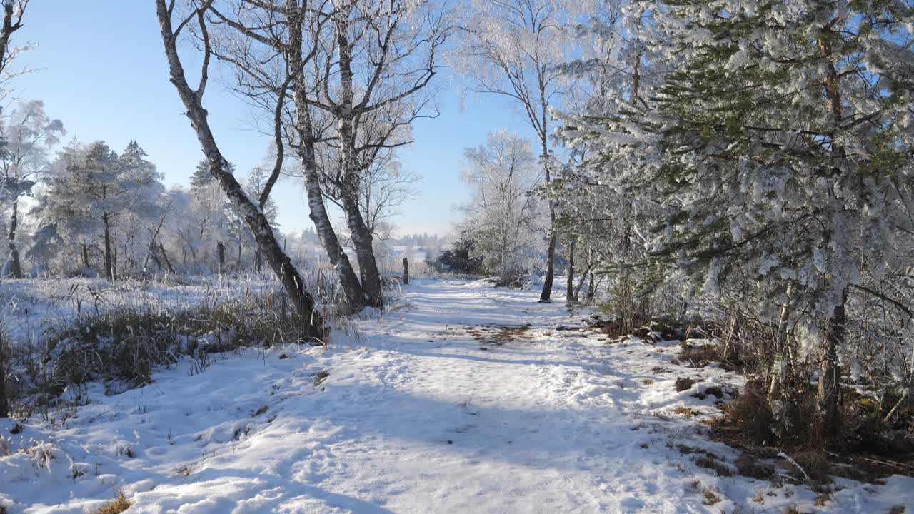 파피커스 (pfäffikersee) 라고 불리는 호수에 있는 겨울 기적의 나라, 모든 것이 색이고 나무 위에 얼어붙은 눈, 하늘은 파란색이고 태양은 눈 위에 빛나고, 아름다운 풍경.