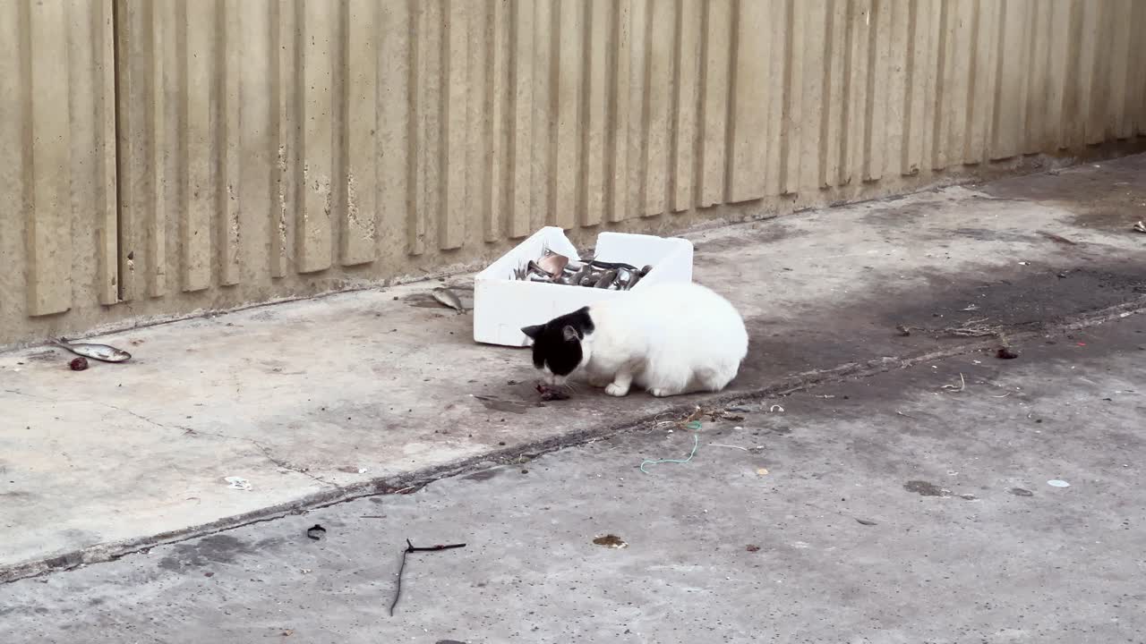 A stray cat eating fish on the asphalt.
