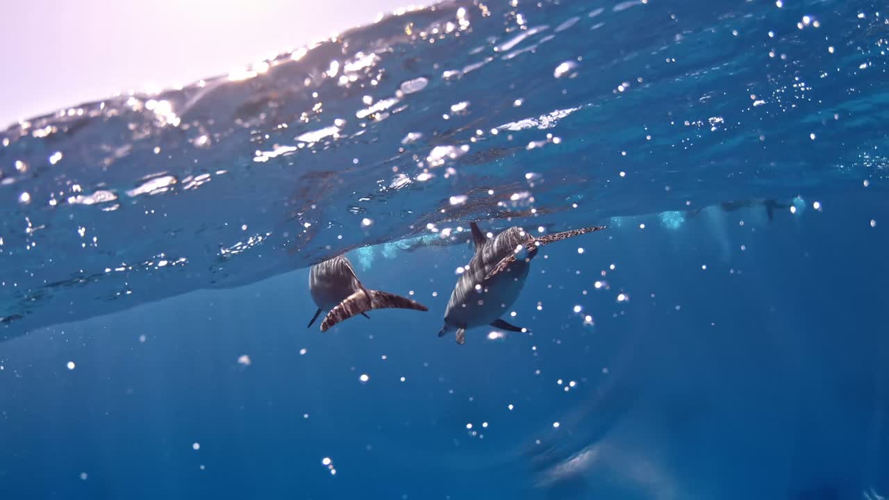 바다 표면에서 수영하는 돌고래의 꼬리에 근접