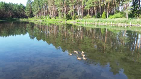 "drone glides over europe's dawn-lit lake, capturing a tranquil lagoon, lush forest, and an elegant bridge