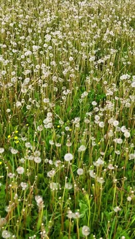 vast dandelion field with fluffy seed heads in green grass