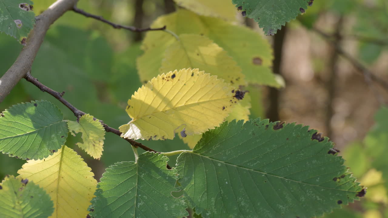 ⁇ 빛의 가을 노란색과 초록색 나무 잎의 클로즈업