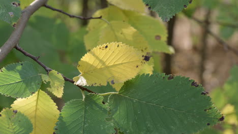 primer plano de las hojas amarillas y verdes de los árboles de otoño en el sol