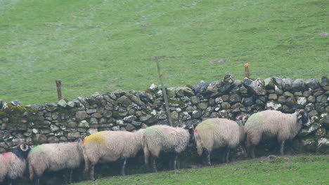 Schafe-Suchen-Schutz-Vor-Dem-Starken-Wind-Und-Dem-Starken-Regen-Hinter-Einer-Trockenmauer-In-Den-Yorkshire-Dales,-Großbritannien