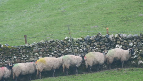 sheep seeking shelter from the strong wind and heavy rain behind a dry stone wall in the yorkshire dales uk