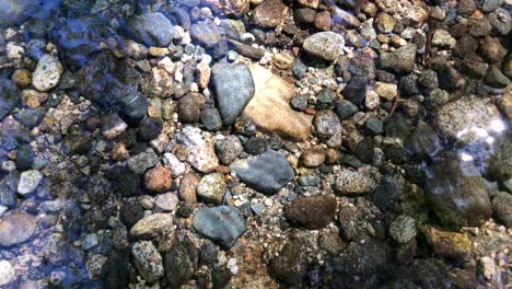 Top-view-of-Minnow-freshwater-fish-swimming-in-transparent-clear-creek-water