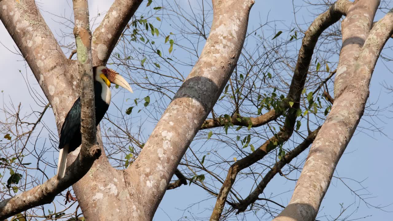 Male Wreathed Hornbill Rhyticeros undulatus, is sitting on the highest branch of a towering tree, inside a national park in Thailand, waiting for its mate.