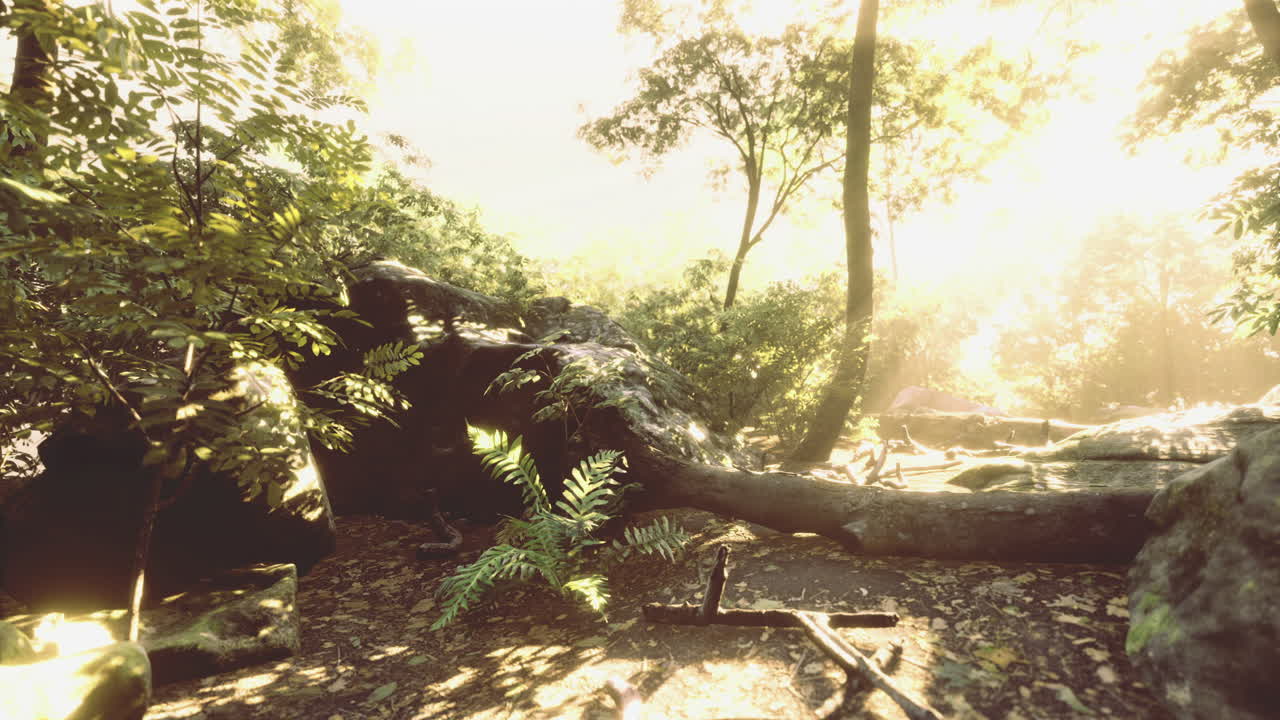 Sunlight filtering through trees in a vibrant forest setting