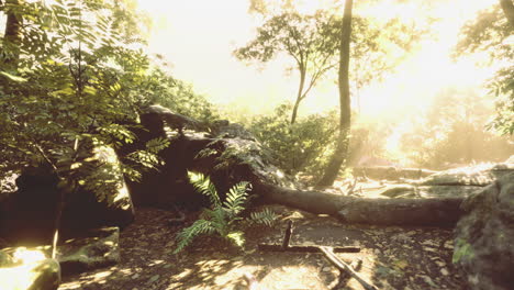 sunlight filtering through trees in a vibrant forest setting