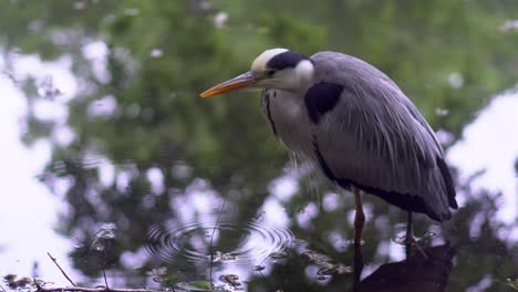 en el parque shakujii koen en tokio, japón, hay muchas garzas reales que, para pescar, se colocan en posiciones completamente inmóviles durante varias horas