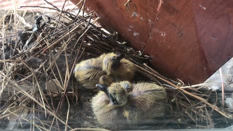 pair pigeon chicks in the nest