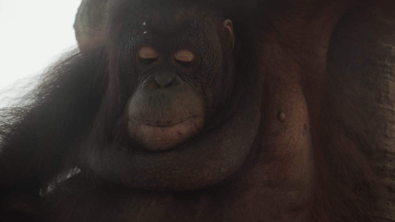 viejo orangután mirando hacia abajo en la comida mientras come