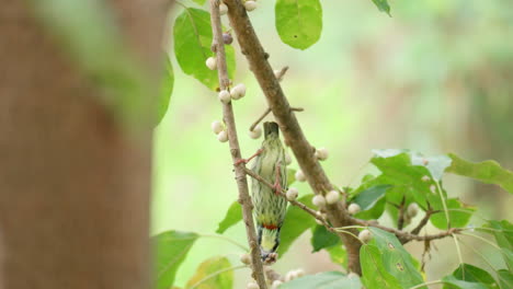 Psilopogon-Haemacephalus-Oder-Purpurbrüstige-Syconus-Früchte,-Die-Auf-Einem-Seefeigenbaum-Sitzen