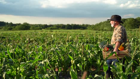 Slow-motion-of-farmer-carrying-basket-of-freshly-picked-vegetables-through-corn-field-at-sunset-looking-into-the-sun