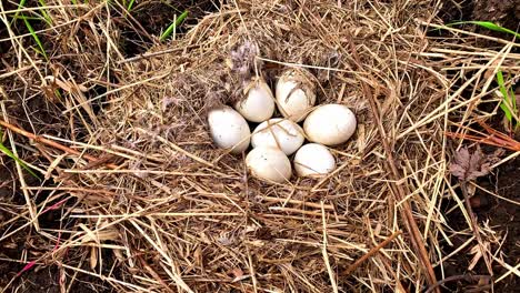 Canadian-goose-nest-close-up-view