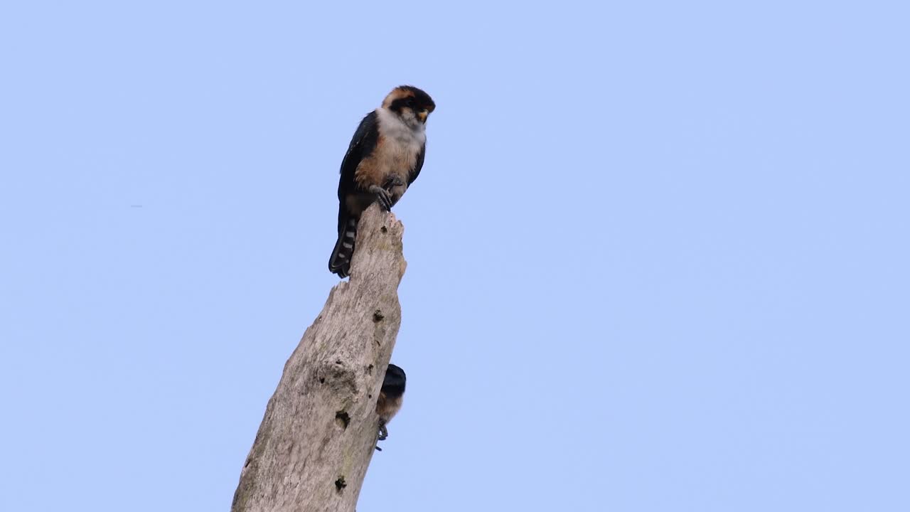 el falconet de muslo negro es una de las aves rapaces más pequeñas que se encuentran en los bosques de algunos países de asia