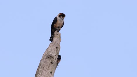el falconet de muslo negro es una de las aves rapaces más pequeñas que se encuentran en los bosques de algunos países de asia