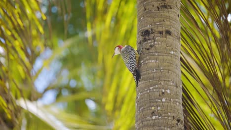 toma de un día de hermosa ave exótica en la habana cuba mira a su alrededor y sube lentamente al árbol, cámara lenta b roll mar en el fondo