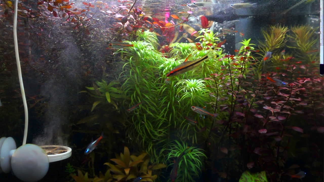 Fishes is moving inside a Fish Tanks at Home