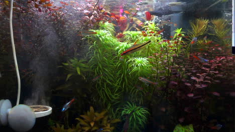 fishes is moving inside a fish tanks at home