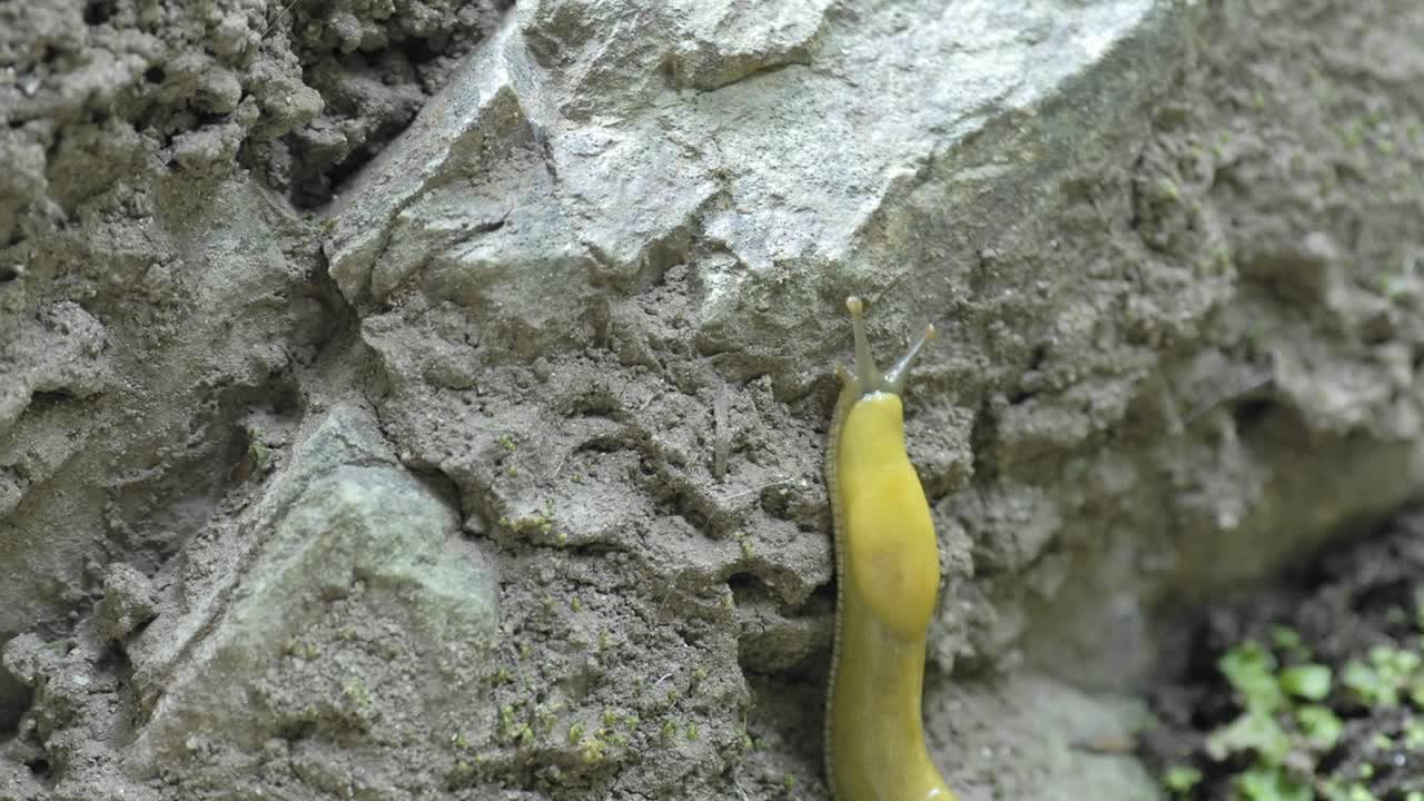 lapso de tiempo de una babosa de plátano del pacífico (ariolimax columbianus) en big sur california