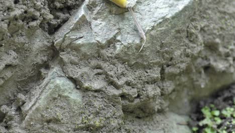 time lapse of a pacific banana slug (ariolimax columbianus) in big sur california