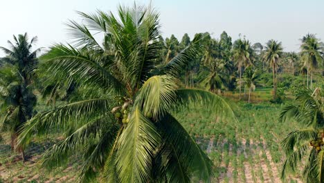 Bosque-De-Palmeras-Con-Cocos-Y-Campo-Verde-En-Un-Día-Soleado