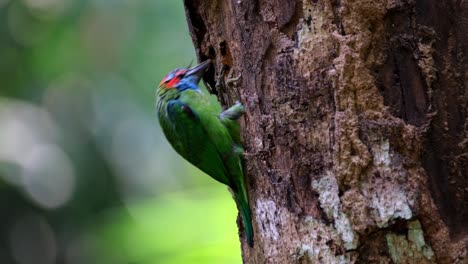 cavando poco a poco haciendo su nido para la temporada de reproducción en verano, barbet de orejas azules psilopogon cyanotis, tailandia