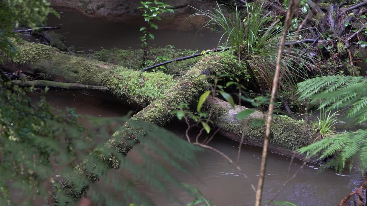 숲에서 어두운 강 스트림에 로그